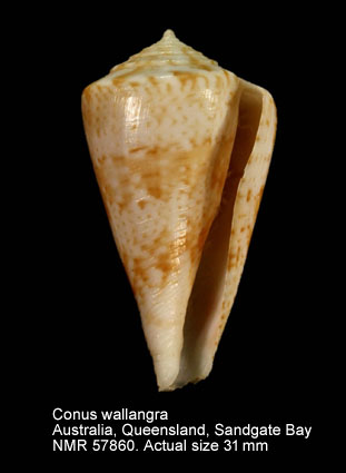 Conus wallangra.jpg - Conus wallangra(Garrard,1961)